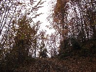 alazza201011105 068
